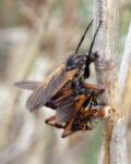 Empis tessellata